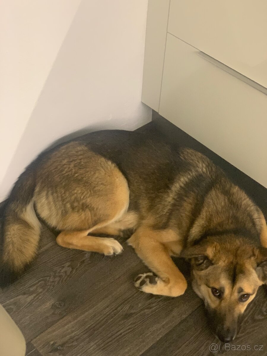 Daruji roční fenku - 9