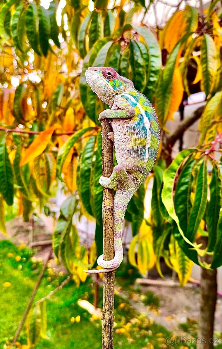 chameleon pardálí, terárium - 9