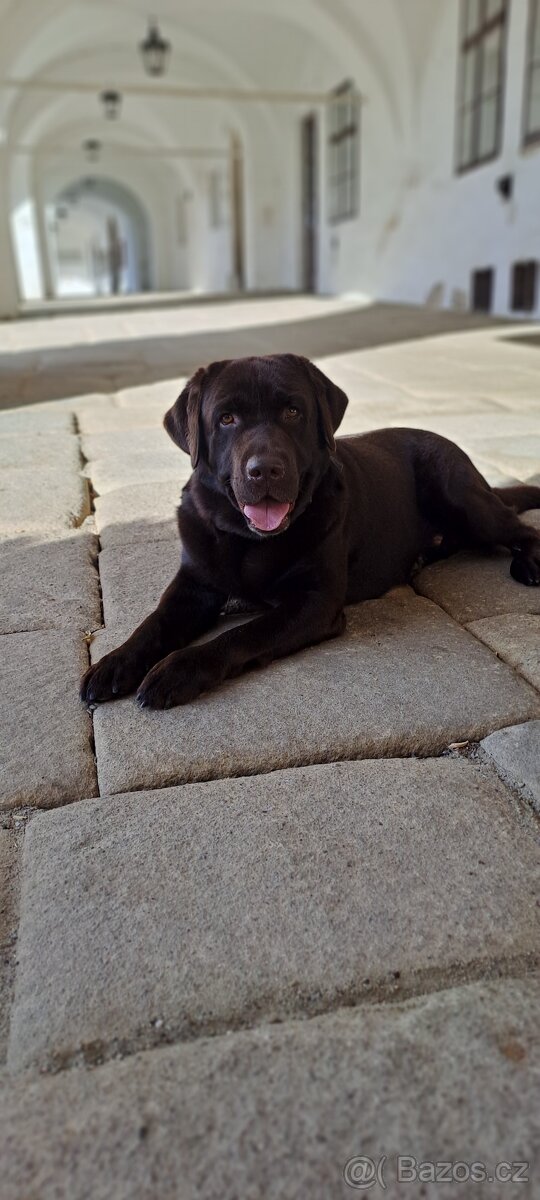 Labradorský retriever Krytí - 9