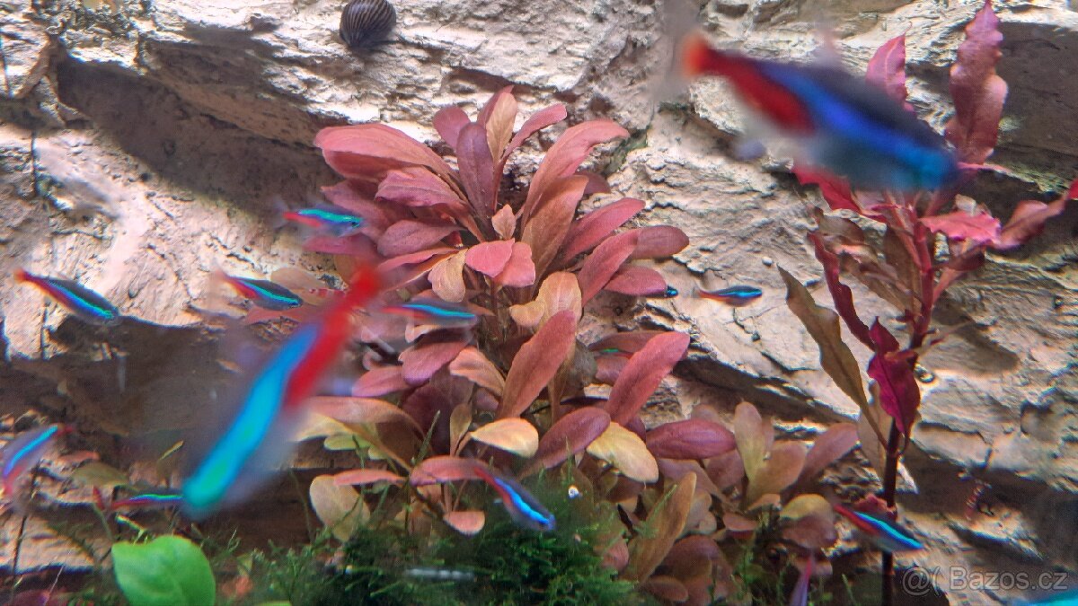 Akvarijní rostliny - 9