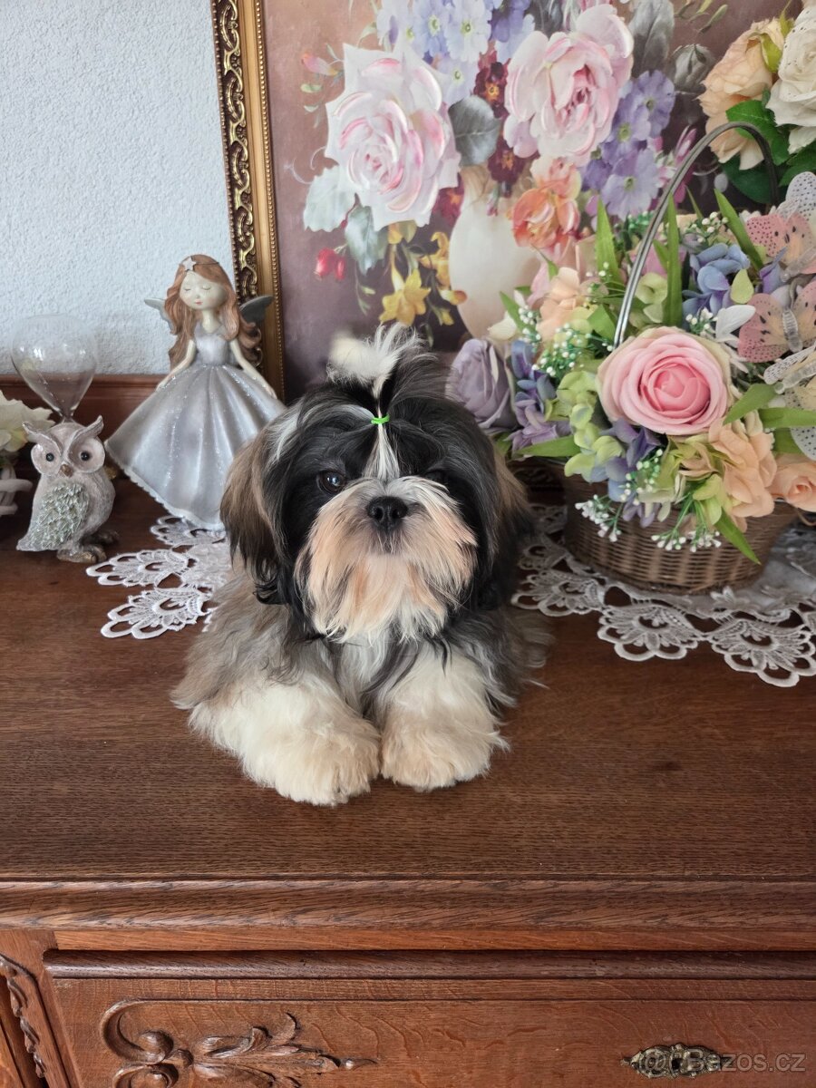 Šteniatka shih tzu s PP - 9