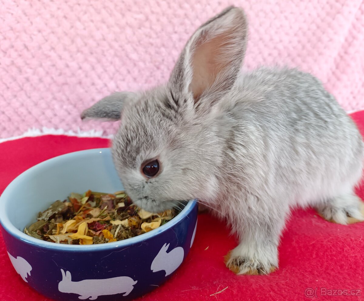 Zakrslý beránek - 9