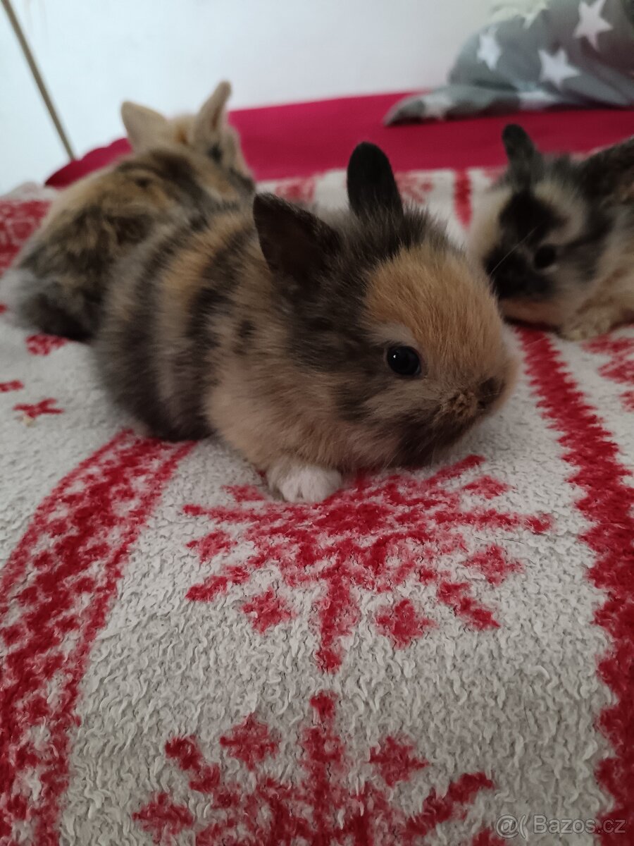 Zakrslý králík králíček - 9
