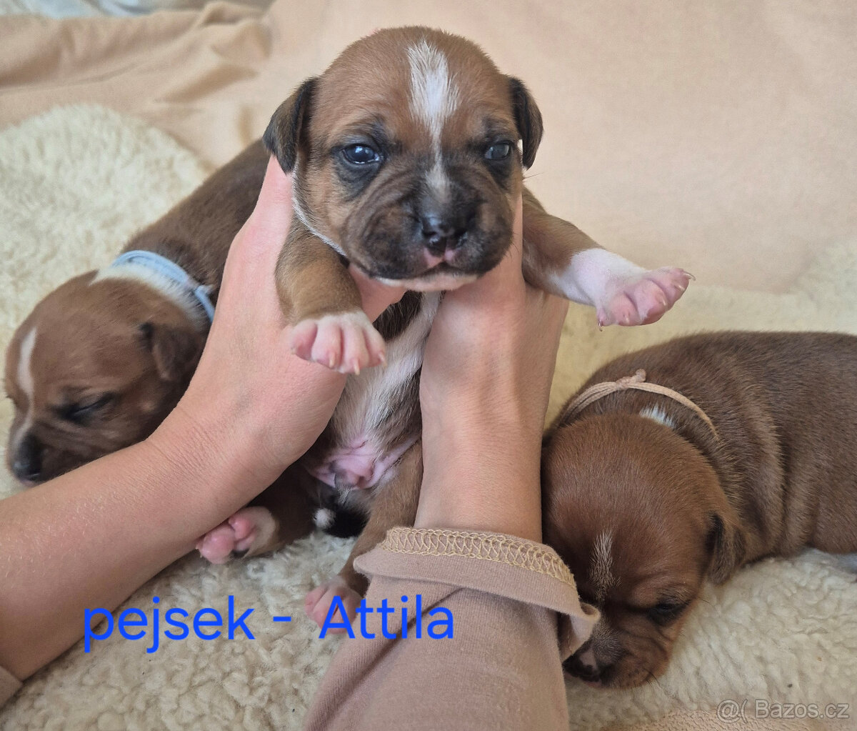Stafordšírský bulteriér s pp - 9