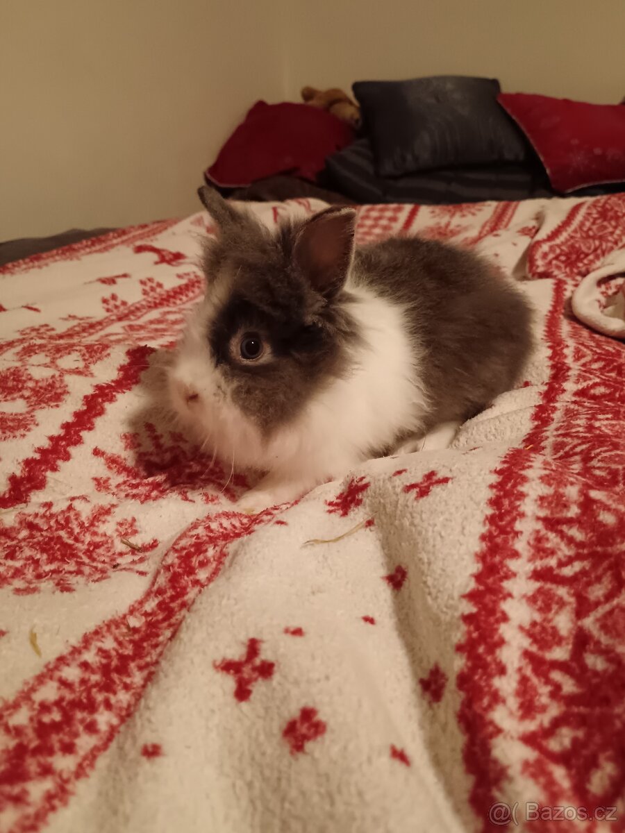 Zakrslý králík králíček Minilop, Lev - 9