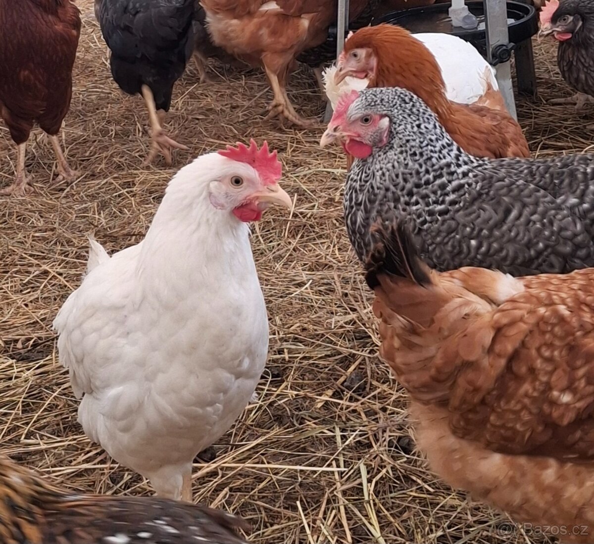 Rozvoz kuřic - 9
