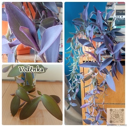 semínka, zelenina, bylinky, koření, okrasné květiny a trávy - 9