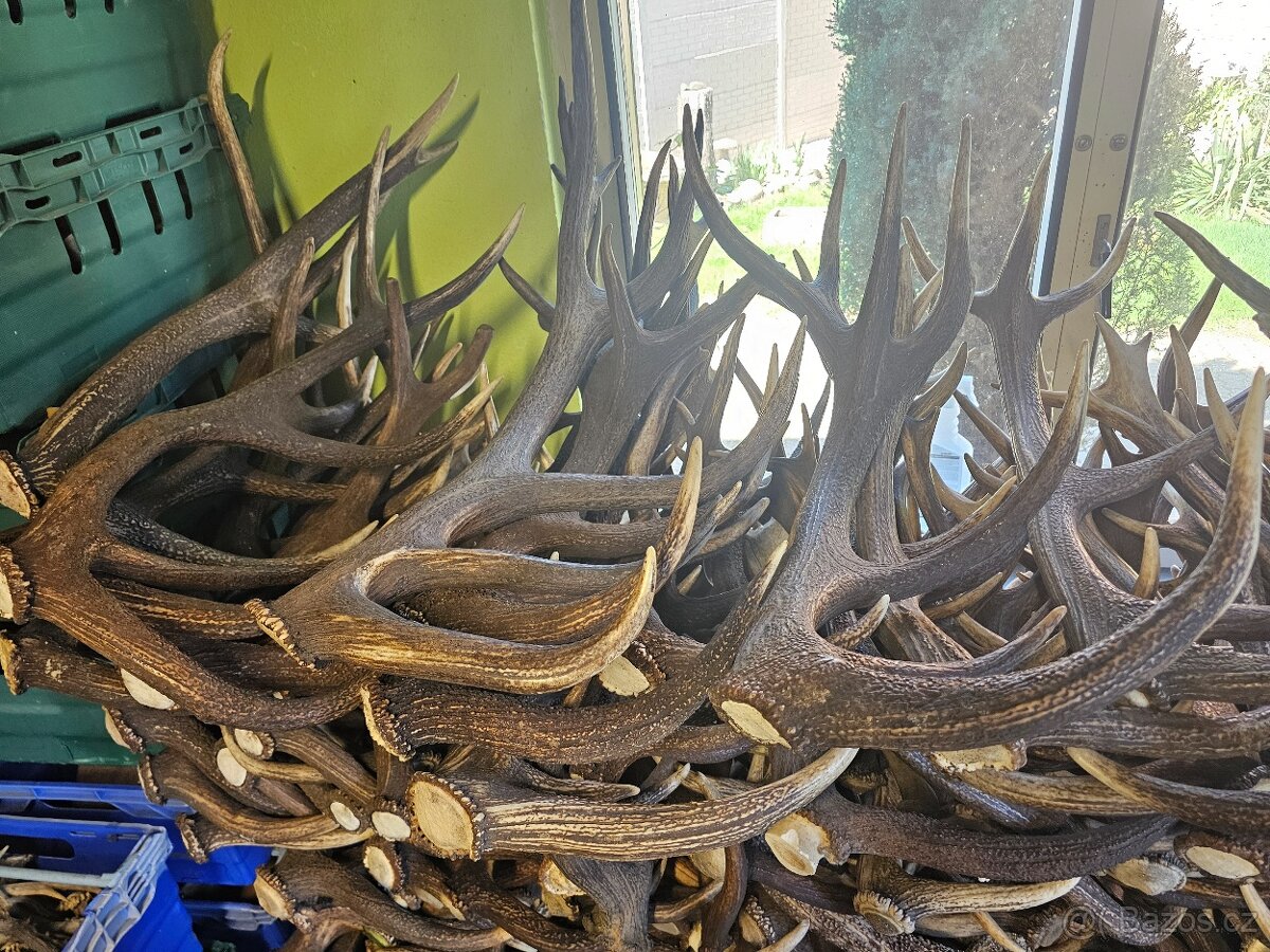 Paroží,trofeje,shozy - 9