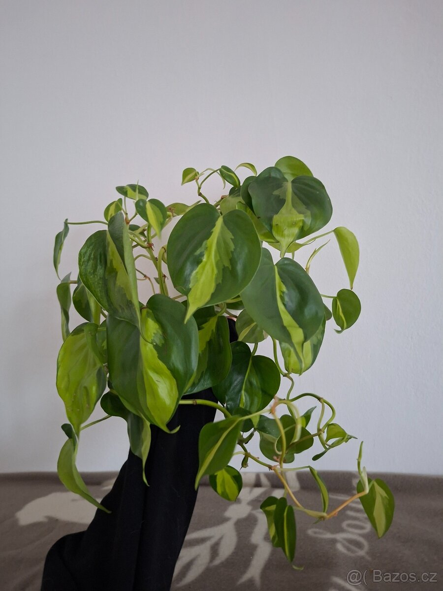 Pokojové rostliny - monstera albo, thai, syngonium albo.. - 9