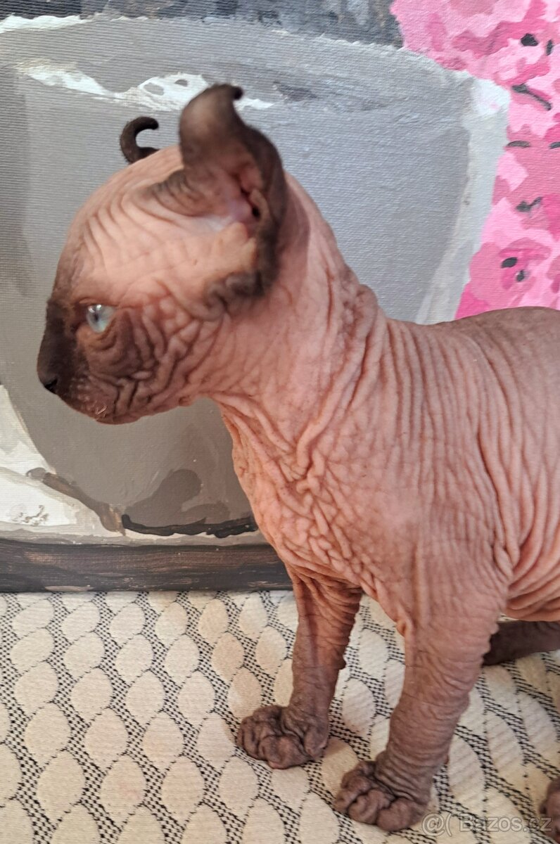 Exkluzivní koťátka Sphynx Elf – možnost rezervace - 9