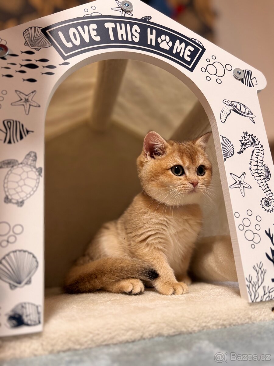 Britská zlatá činčila s PP pro chov - 9