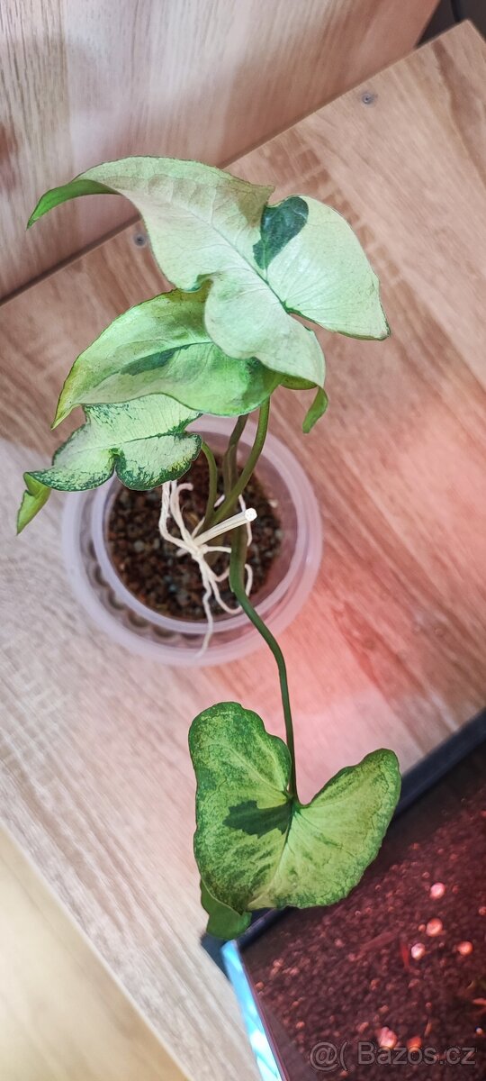 Syngonium - 9