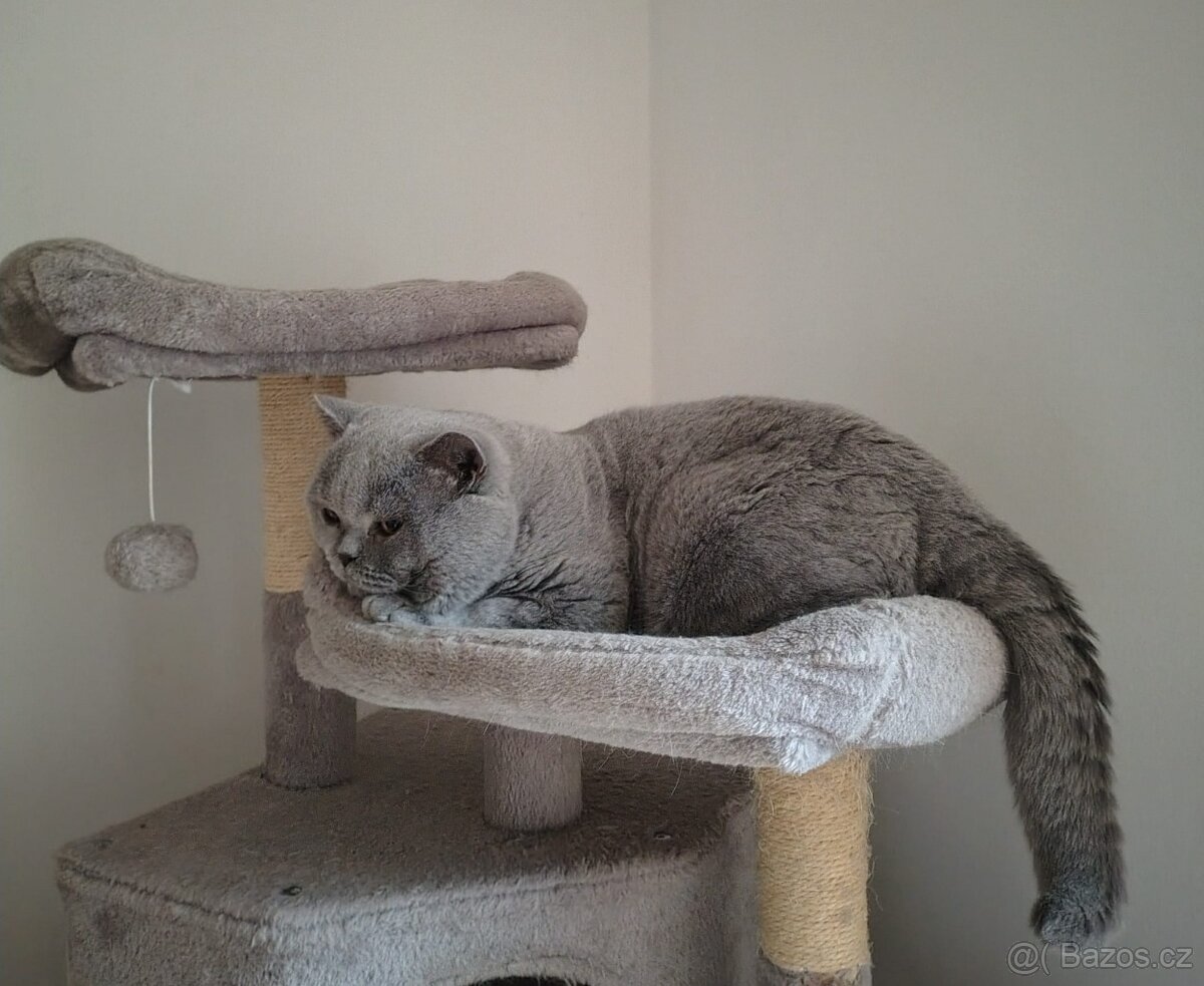 Britská koťátka - 9