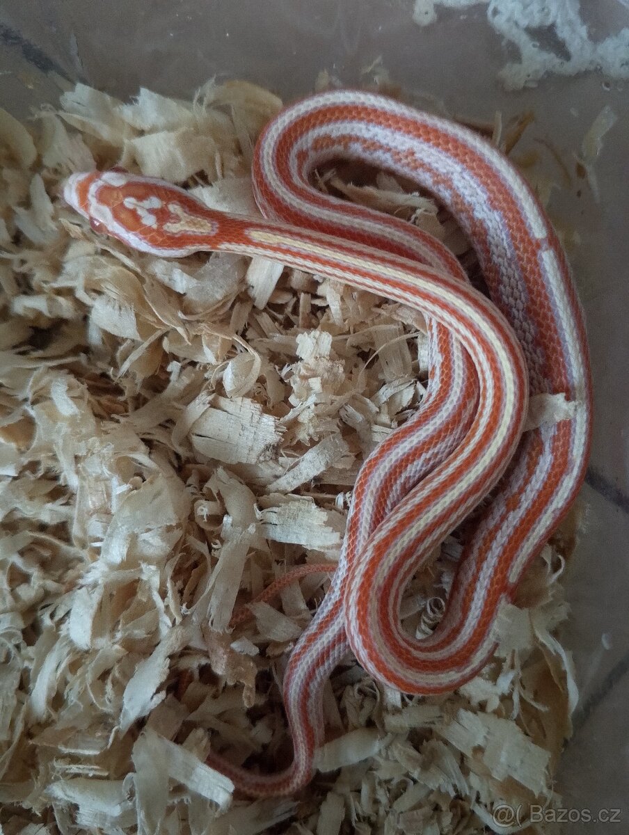 Užovka červená loňský odchov - 9