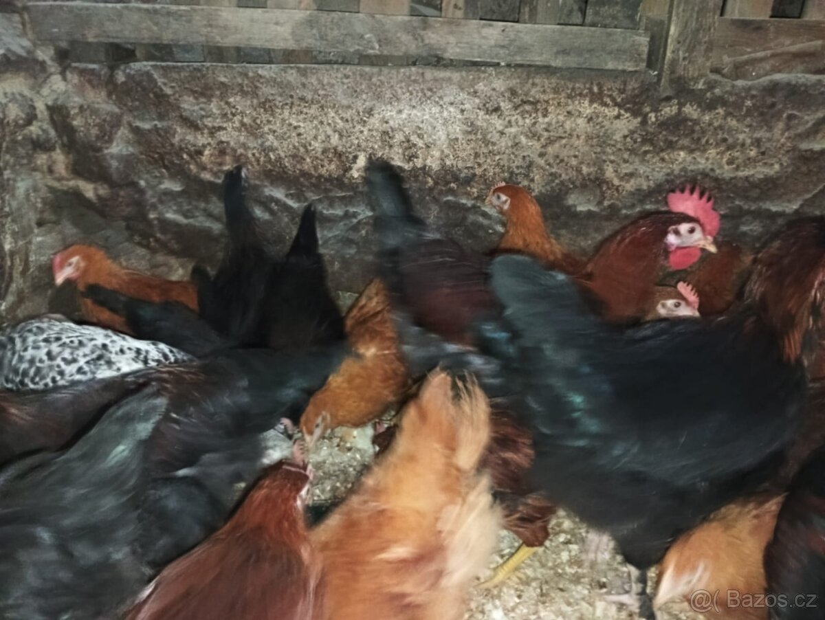 Nabízím kohouty - 9
