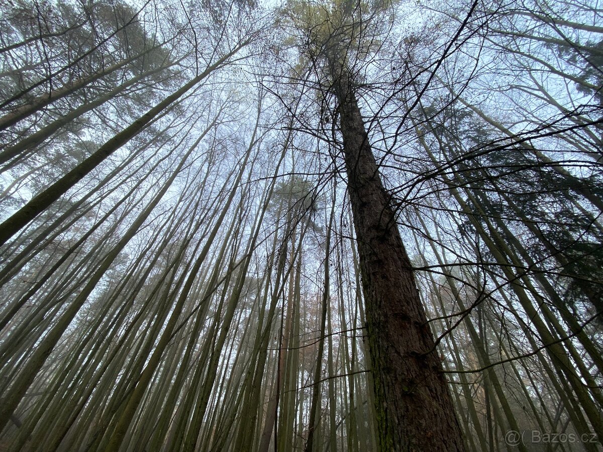 Lesní pozemek Chářovice - 9