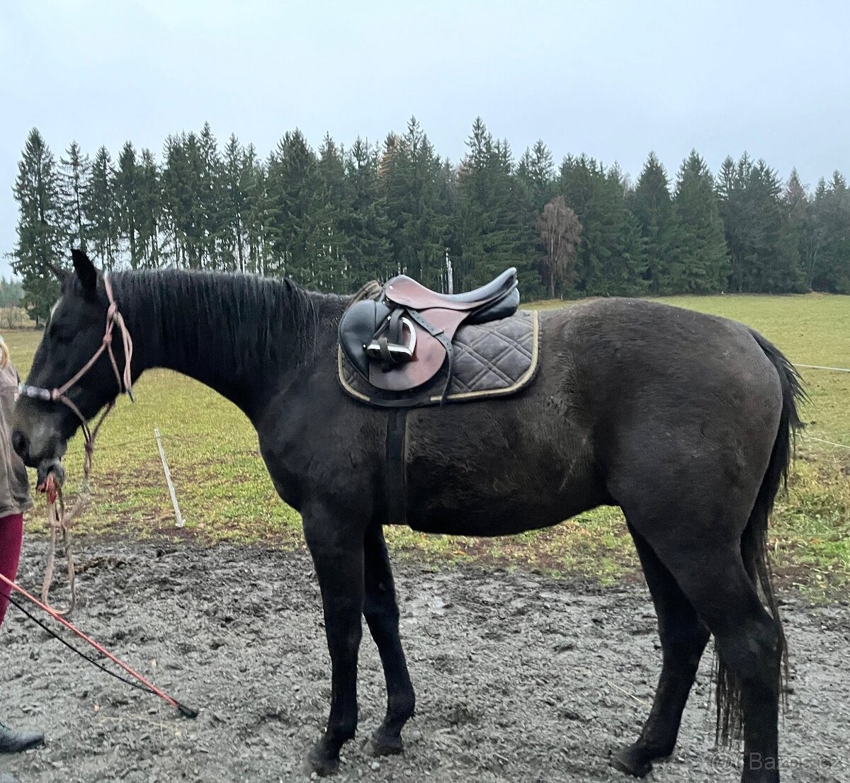 Prodáme koně- hannoverského valacha - 9