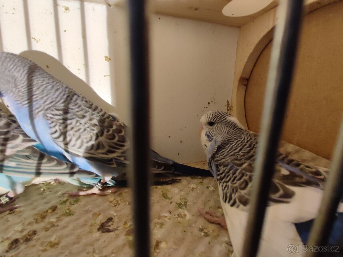 Andulky vlnkované - modré, modrobílé, bílé - 9