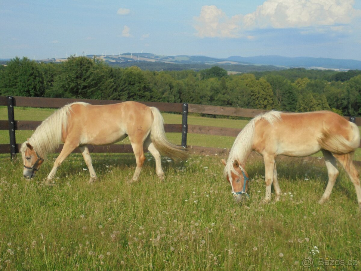 Prodám klisny hafling - 9
