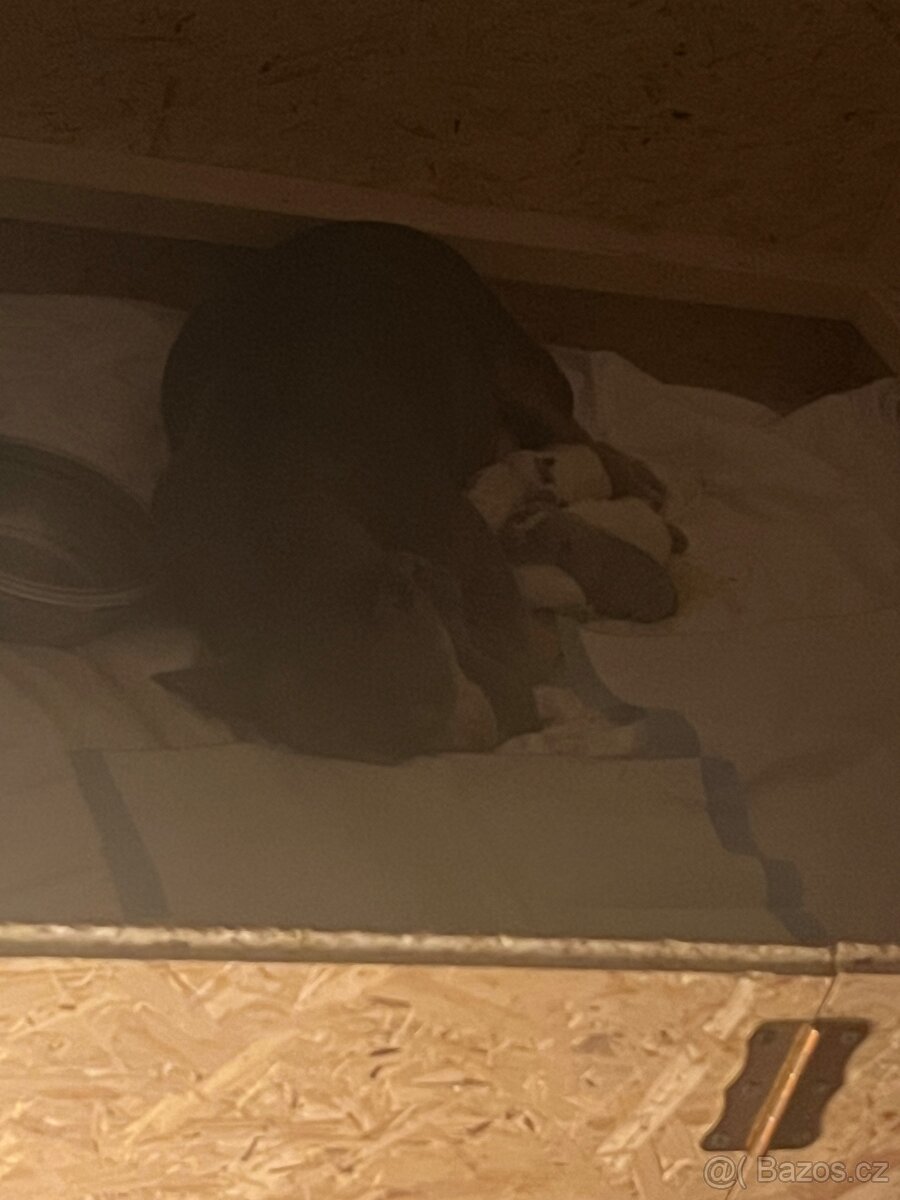 American bully pocket - 9