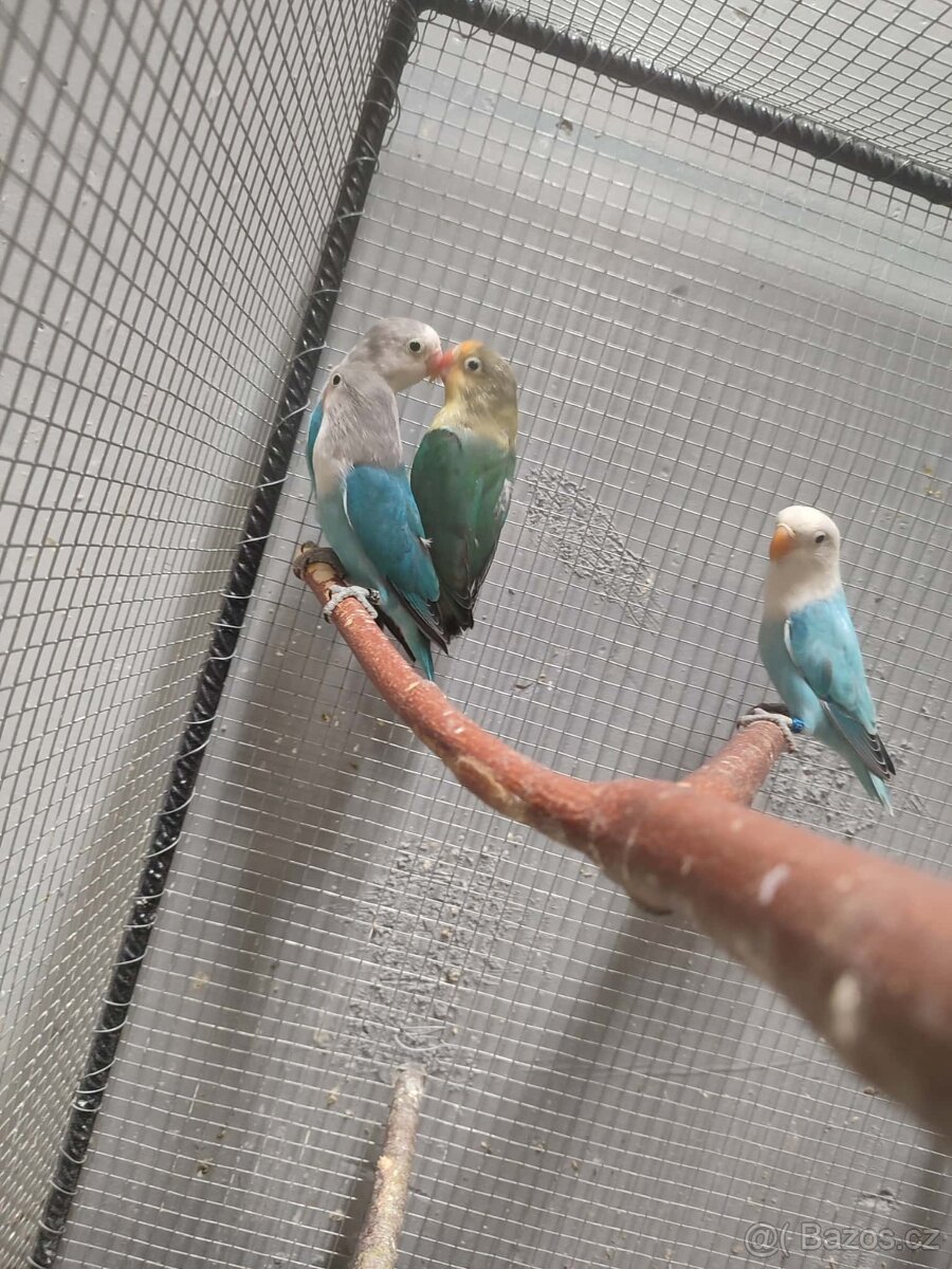 Agapornis ficheri - 9