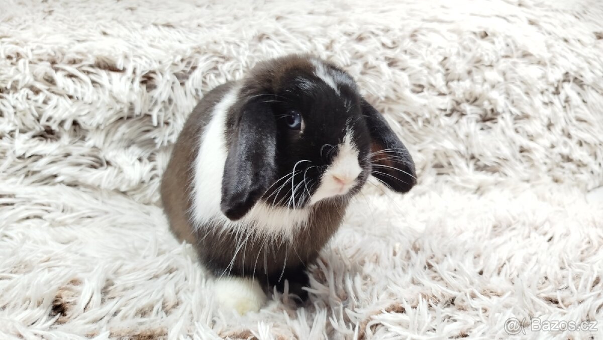 Zakrslý beránek, králíček, králík - 9