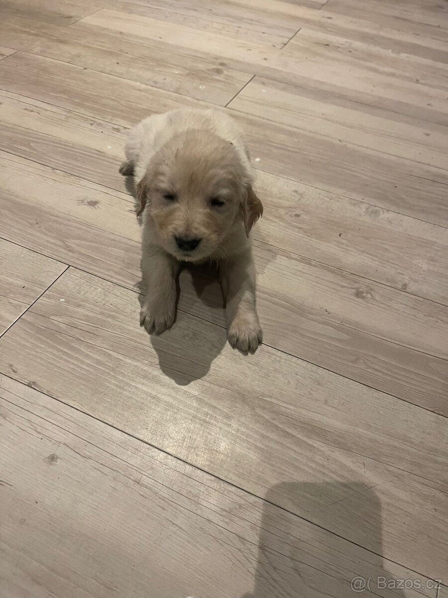 Zlatý retrívr štěňátka 🐶 - 9