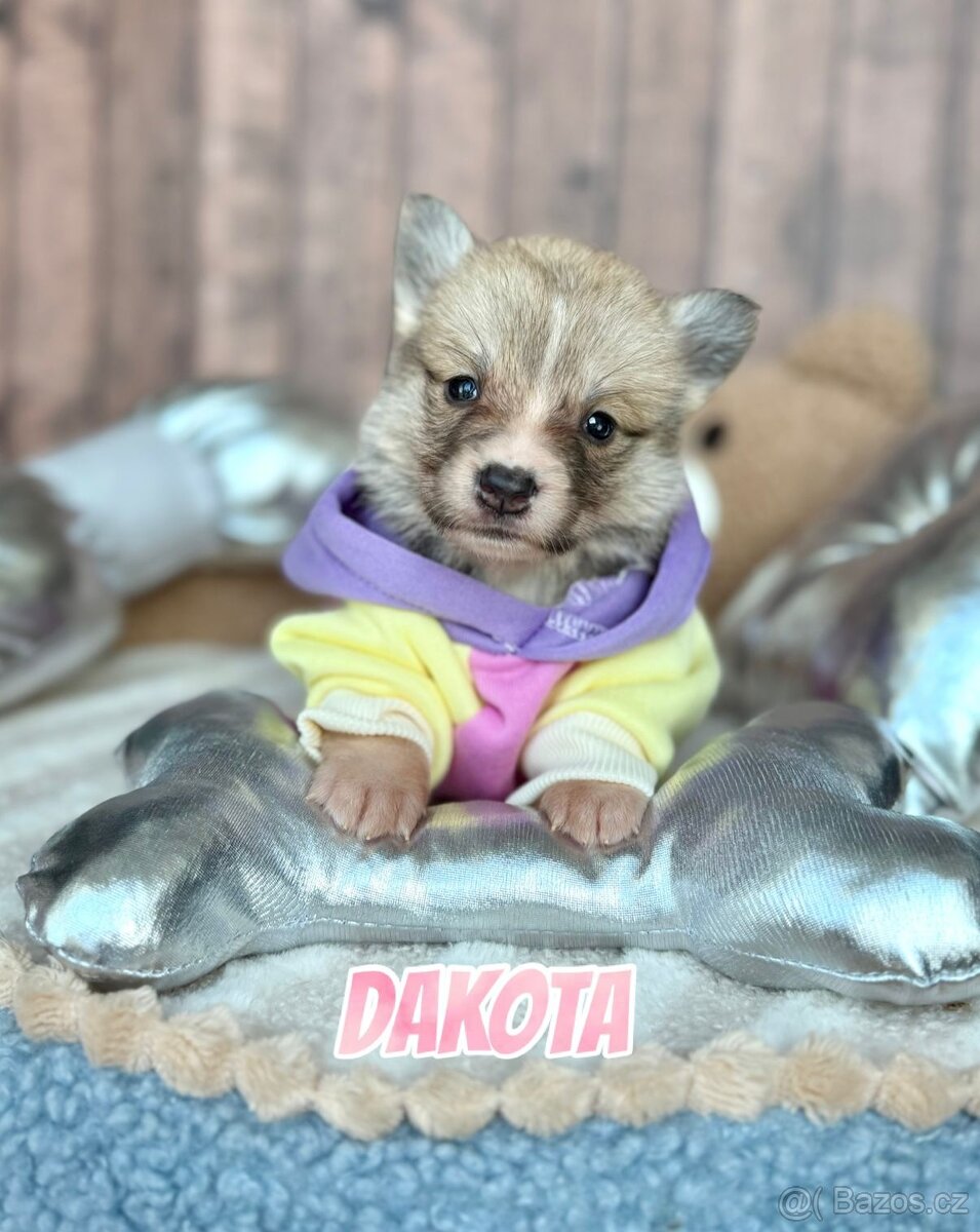 Welsh Corgi Pembroke - 9