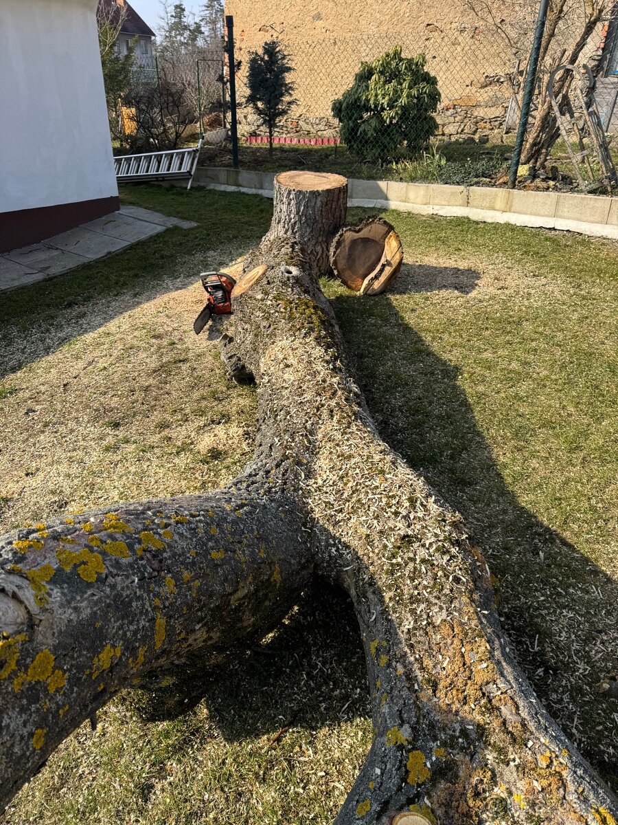 Ořech 50 let starý - 9