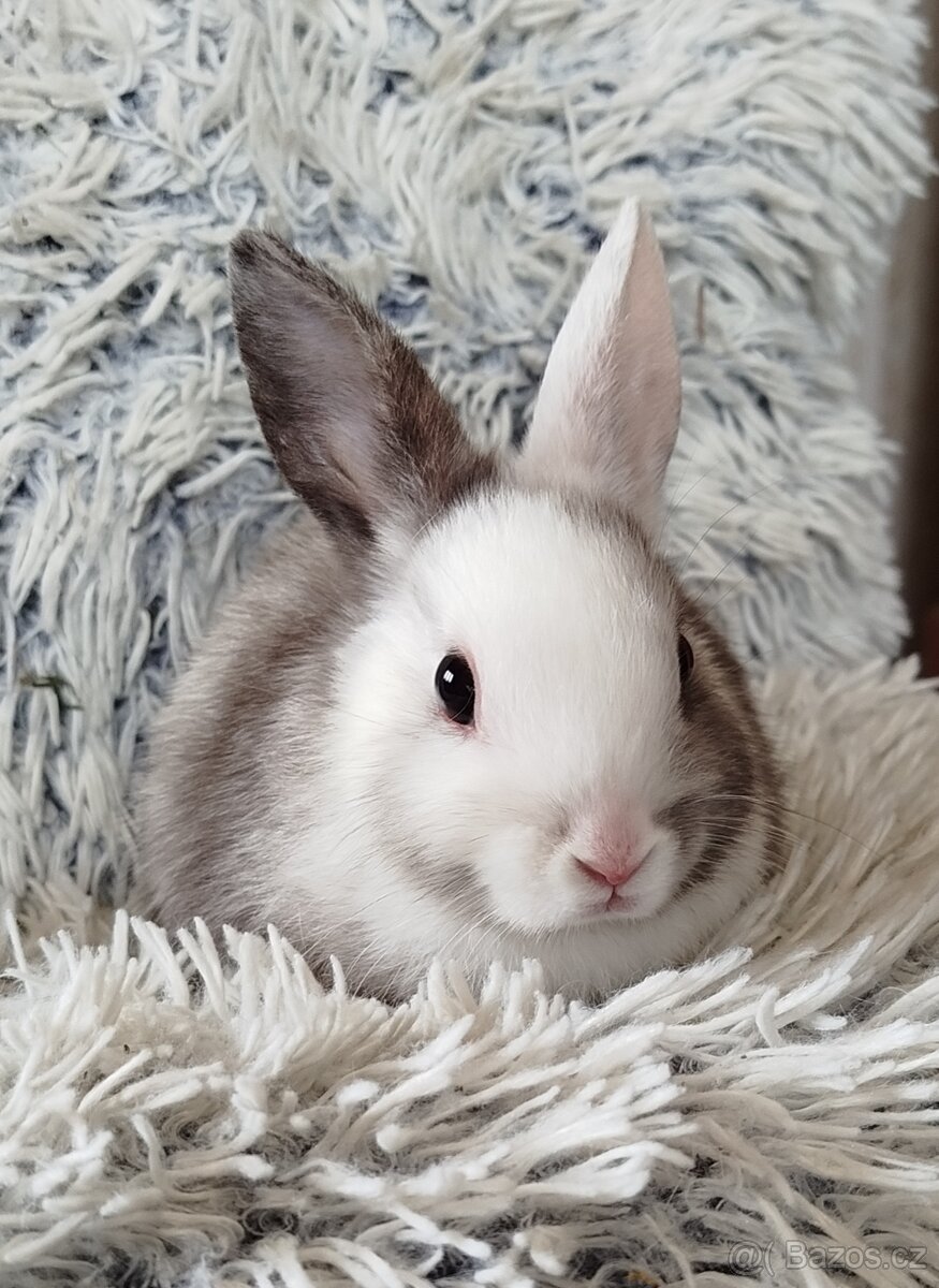 Zakrslý králík - 9