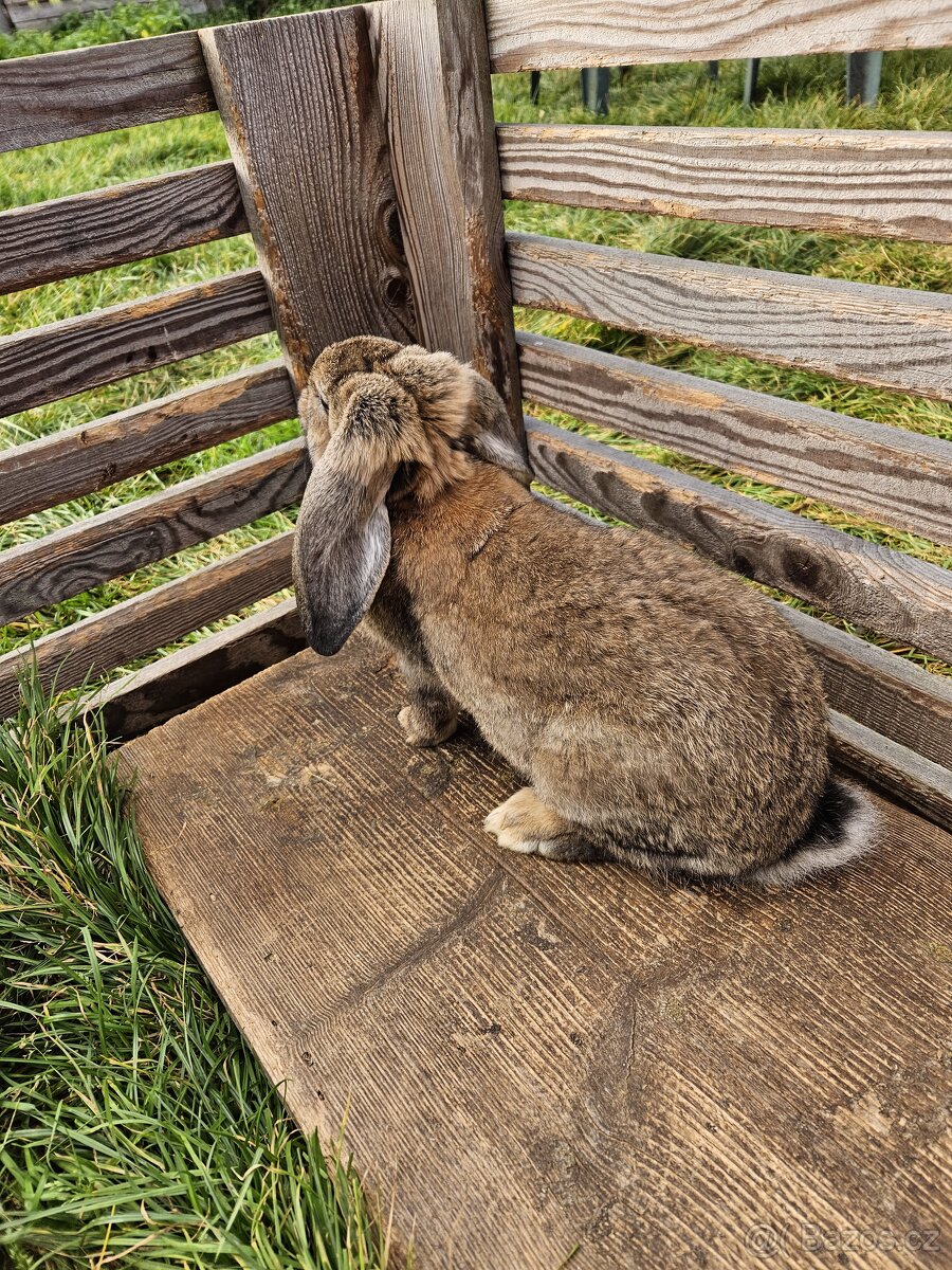 Francouzský beran - 9