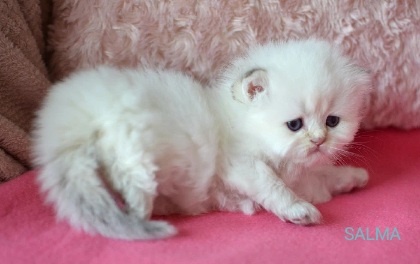 Koťátka s PP k rezervaci - 9