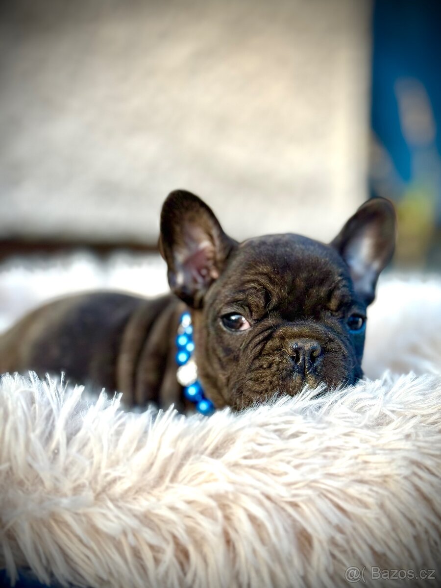 Francouzský buldoček - 9