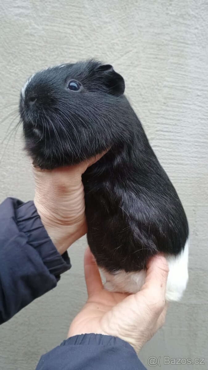 Morčátka kluci - 9