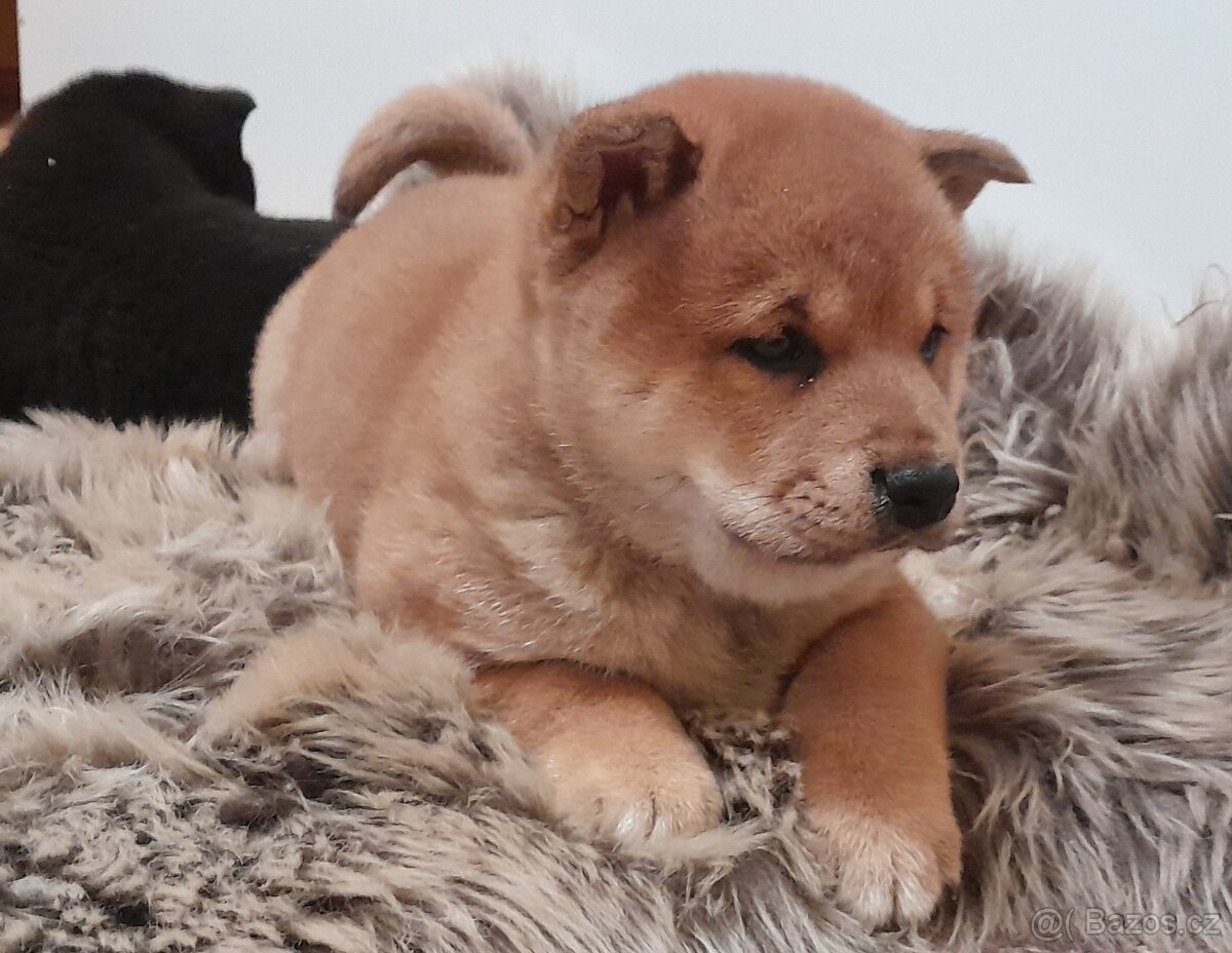 Shiba inu - 9