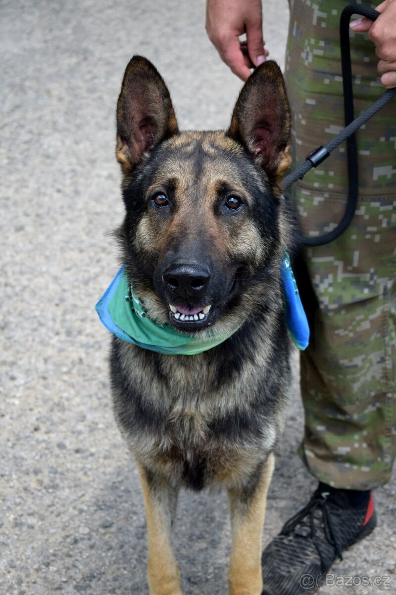 RENE K ADOPCI - 4 ROKY,KAMARÁDSKÝ,ZVĚDAVÝ,HRAVÝ - 9