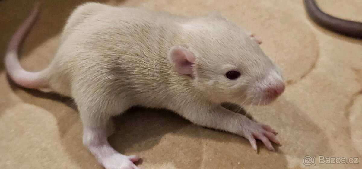 Vymazlená mláďata potkana - holky REX - 9