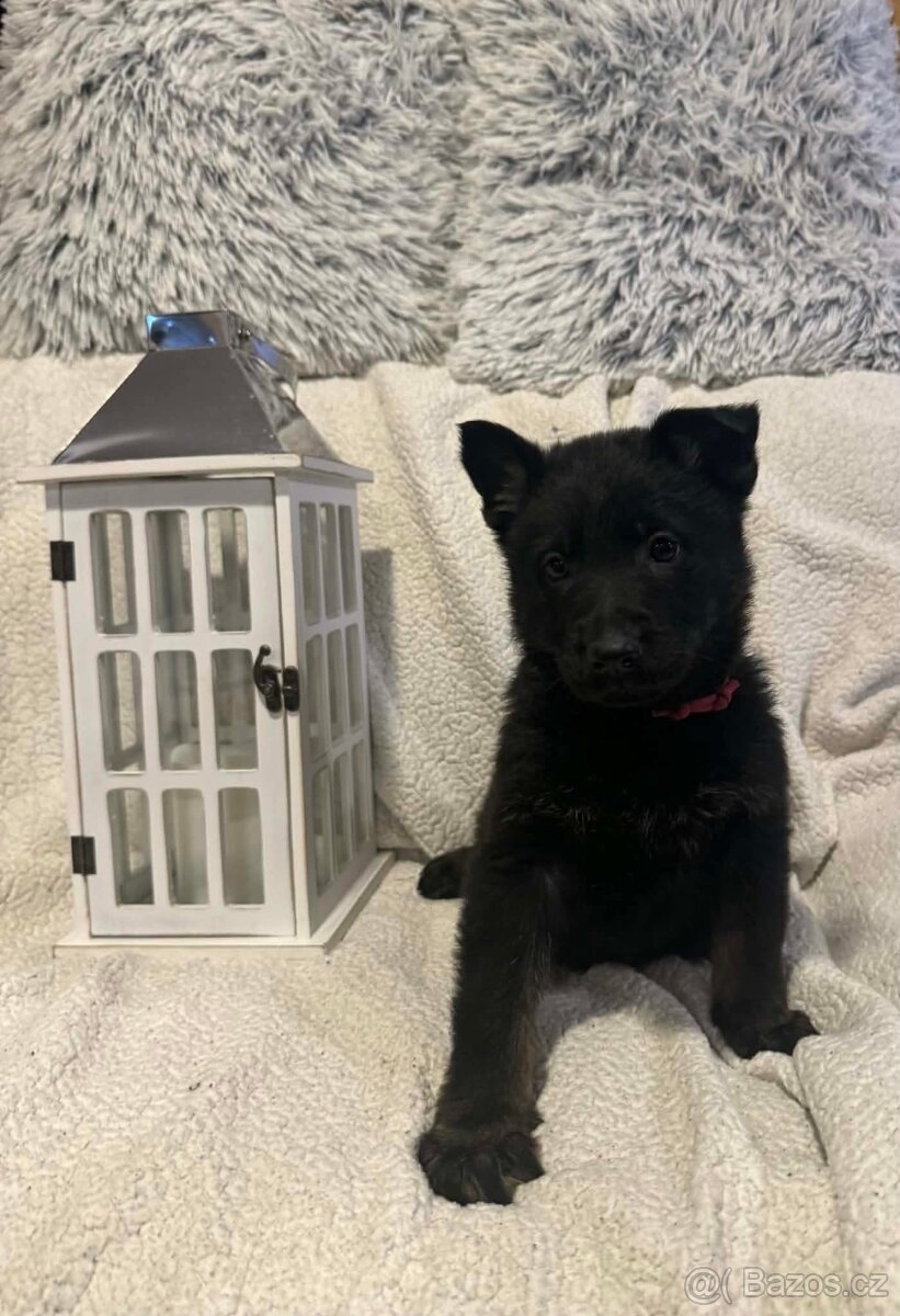 Německý ovčák s PP - 9