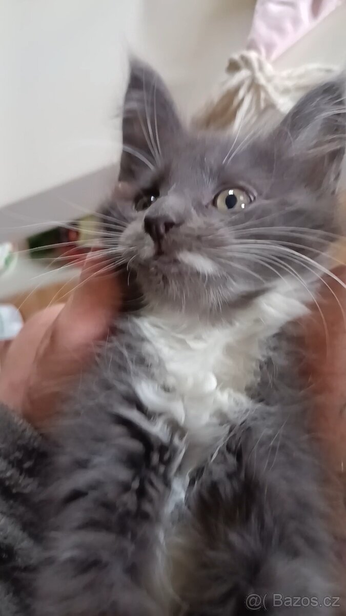 Koťata mainská mívalý - 9