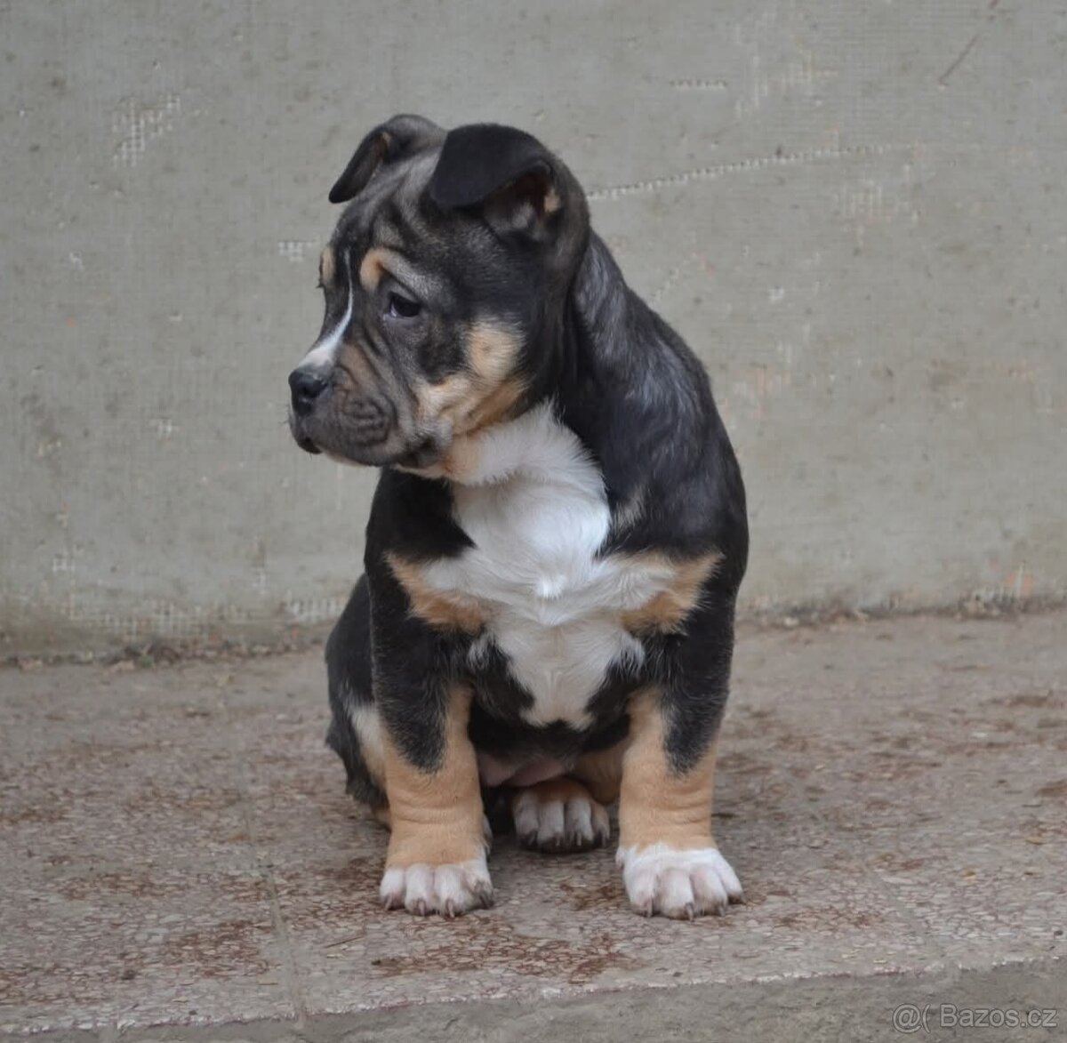 American bully pocket / sharpei - 9