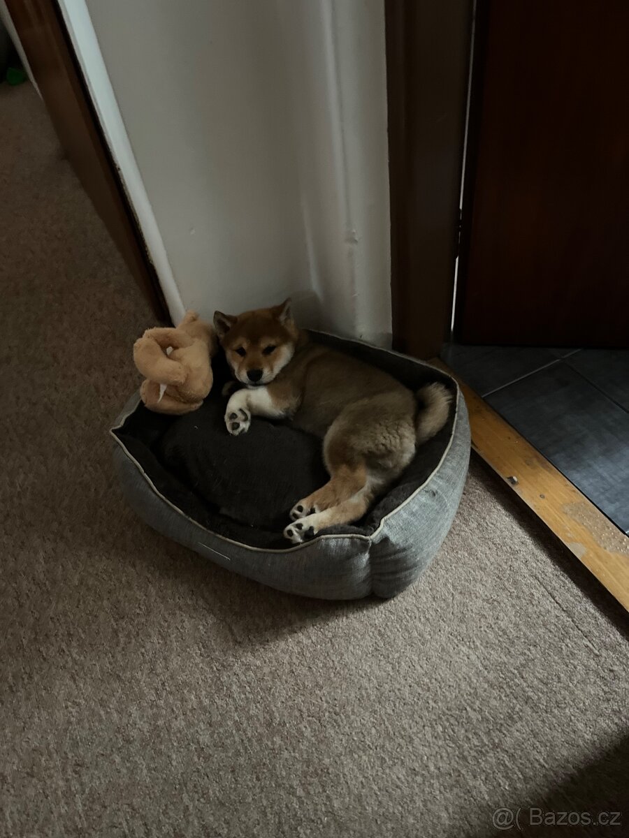 Štěňátko Shiba inu s PP - 9