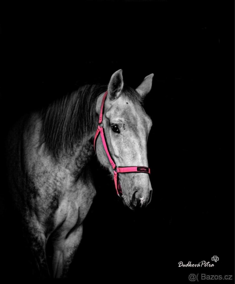 Kladrubská klisna - 9