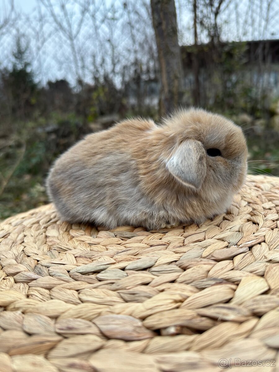 Minilop - zakrslý beránek - 9