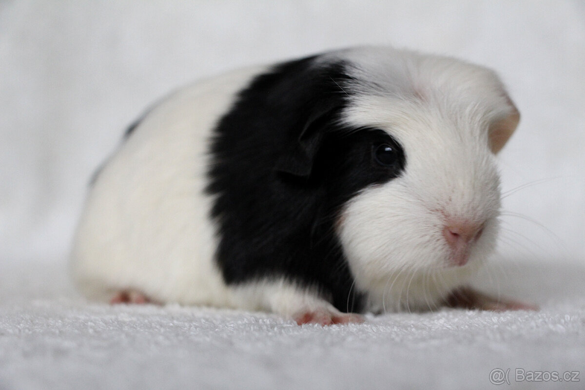Krátkosrsté morče, morčátko, morčata s PP - 9