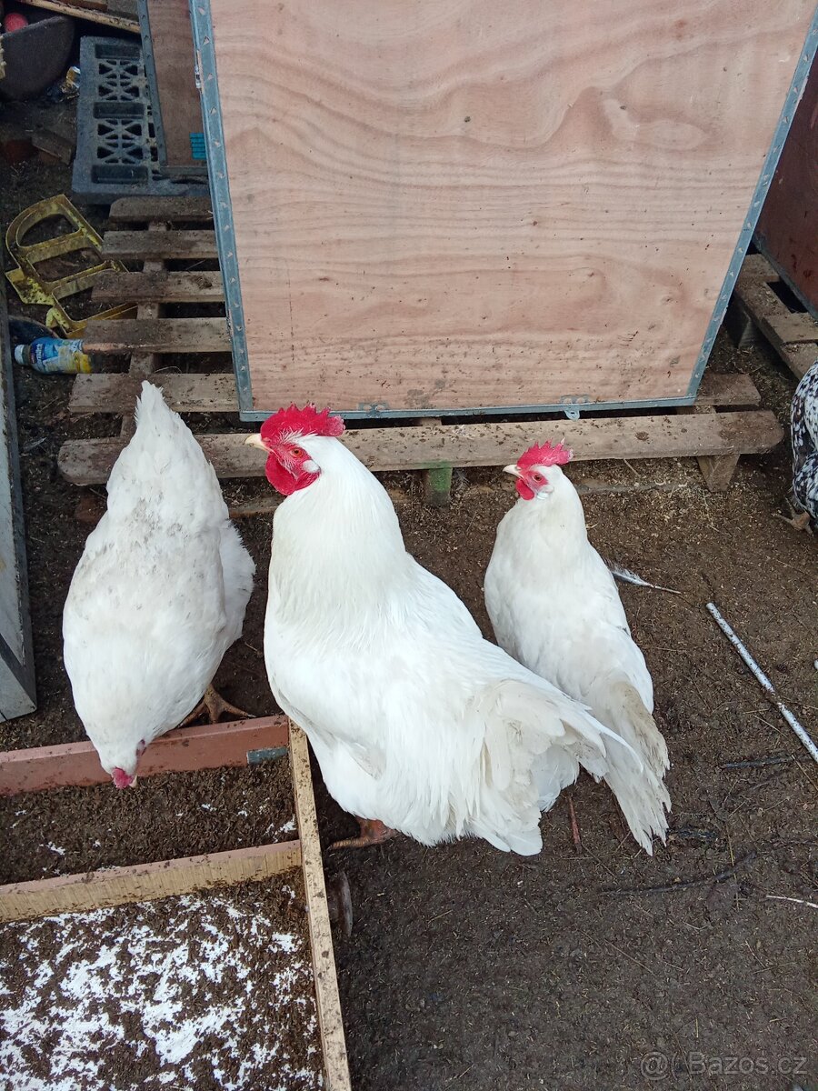 Vejce do líhně -50 kusů - 9