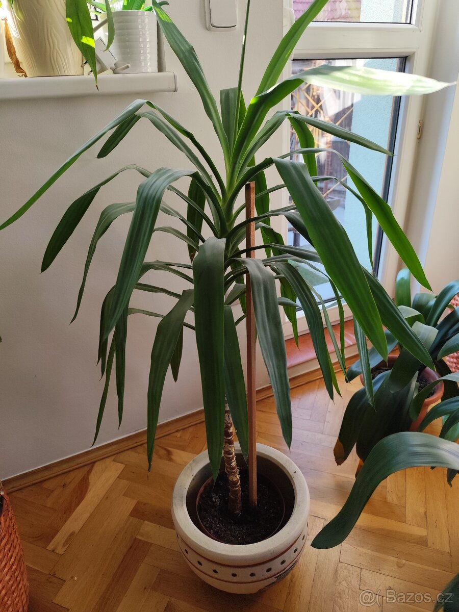 Pokojové rostliny - 9