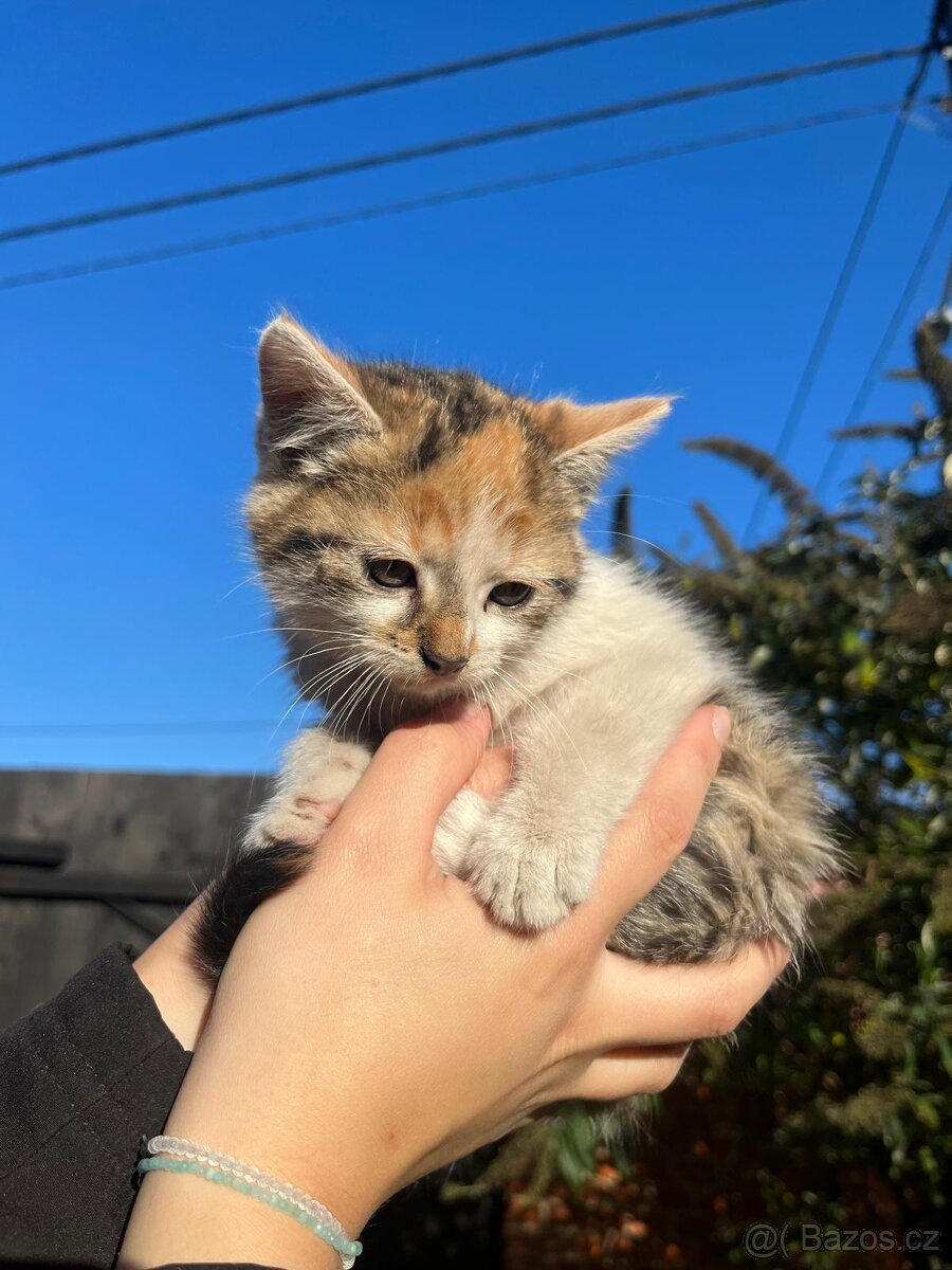 Daruji krásná koťátka - 9