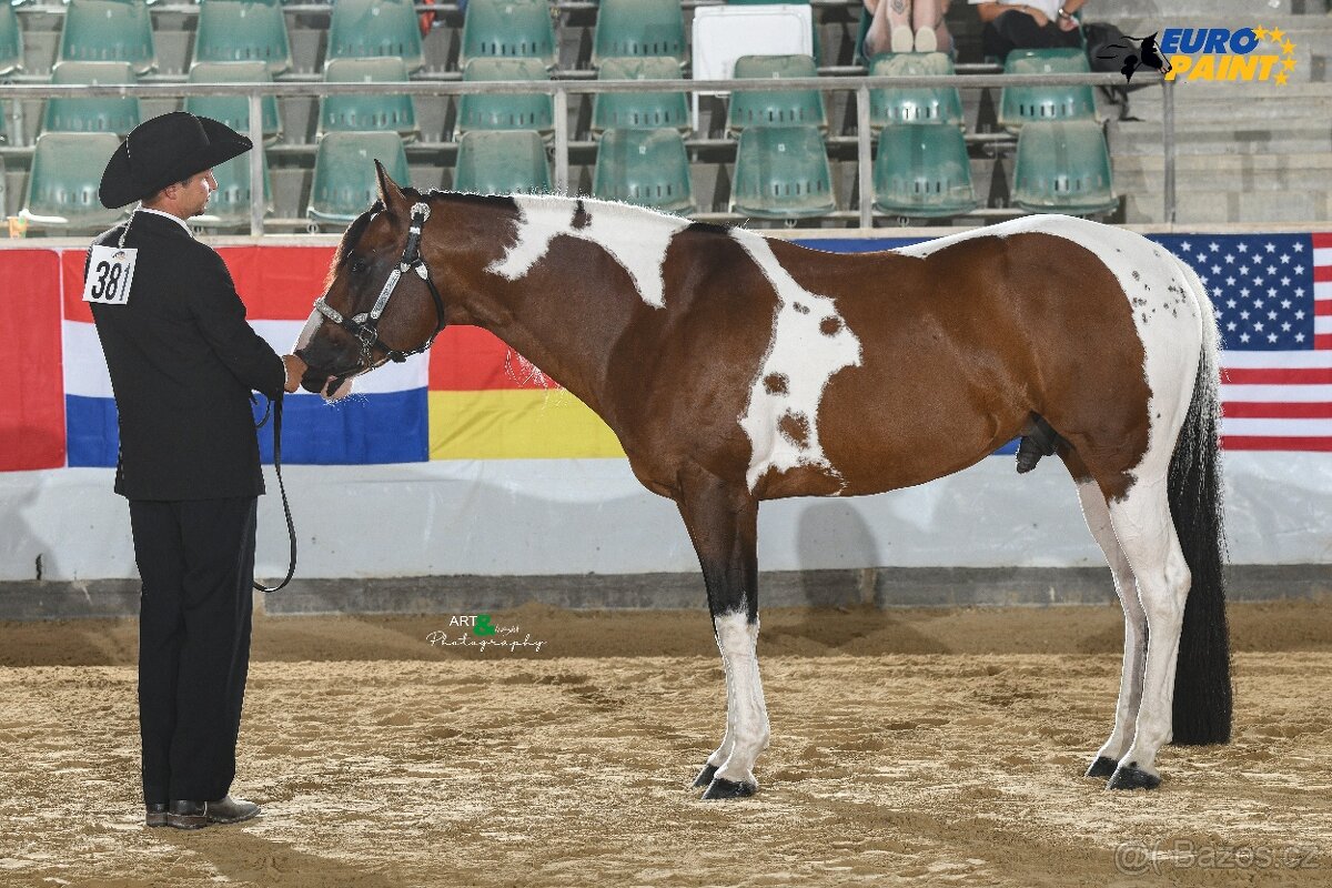 Fantastic Dj Valentin -připouštění homozygotní APH plemeník - 9