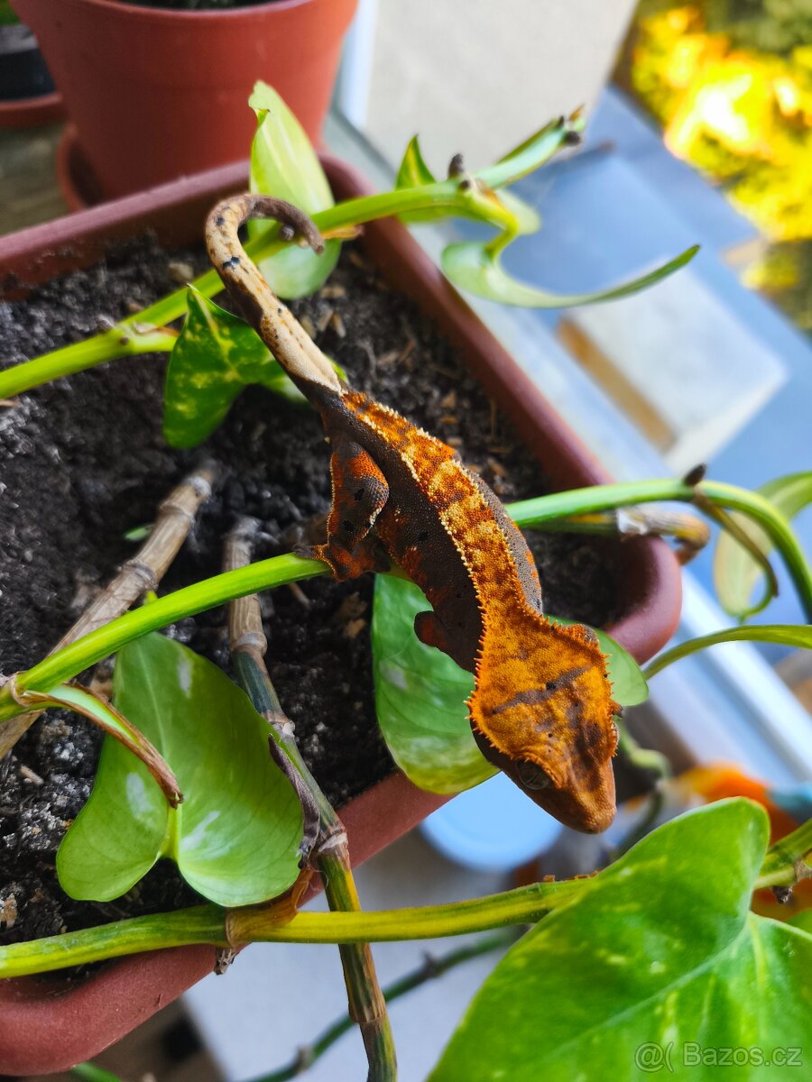 Pagekon řasnatý 1.0 - 9