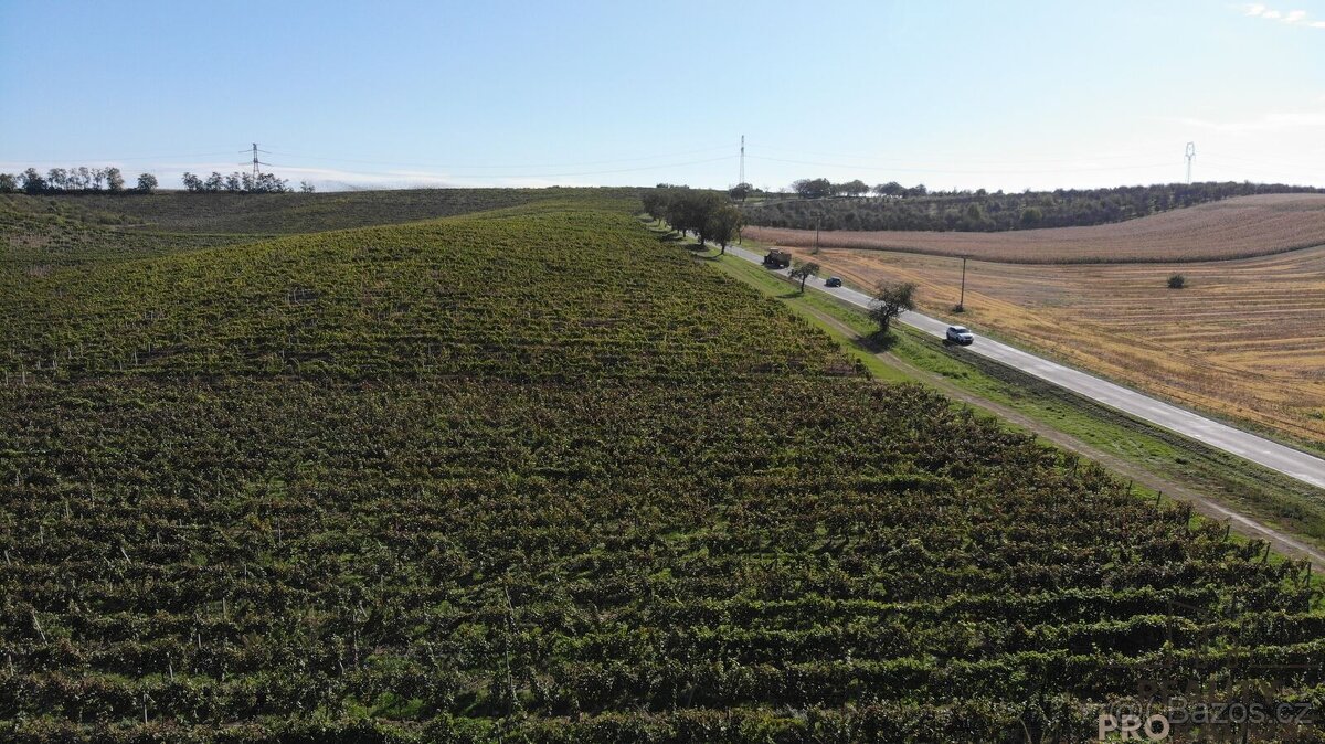 Prodej vinohradu 11340 m2 Čejkovice, Vinohrad 11340 m2 Čejk - 9